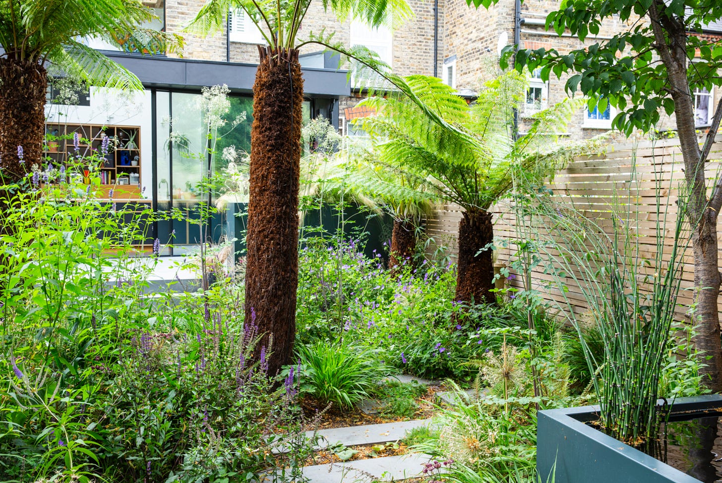 a garden design with a prehistoric feel - tree ferns and a path through planting