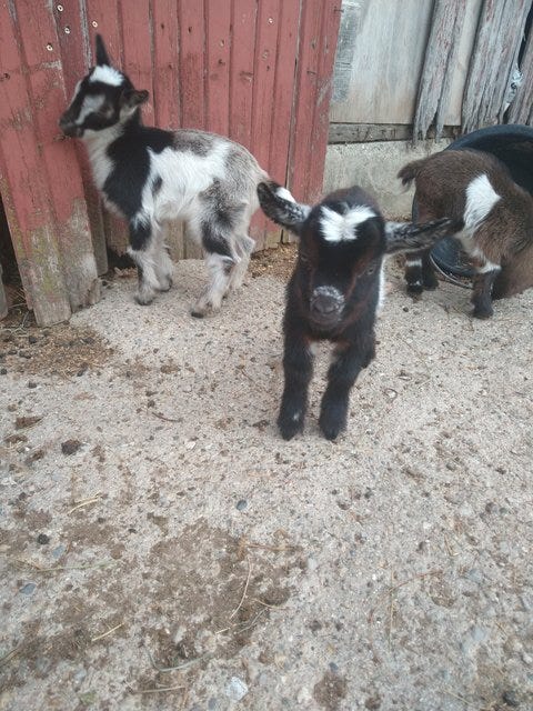 baby goat herd