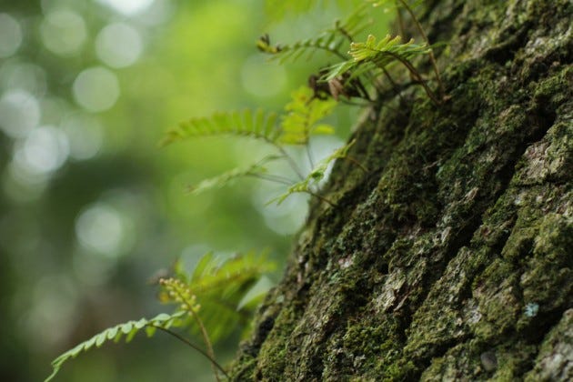 Photo of a tree