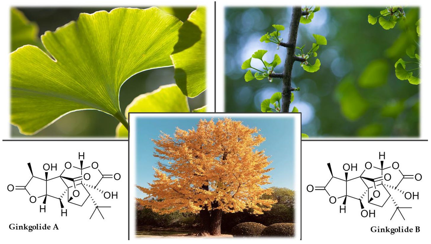 Plants | Free Full-Text | Nootropic Herbs, Shrubs, and Trees as Potential  Cognitive Enhancers