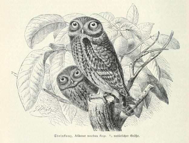 May be an image of great grey owl and owl