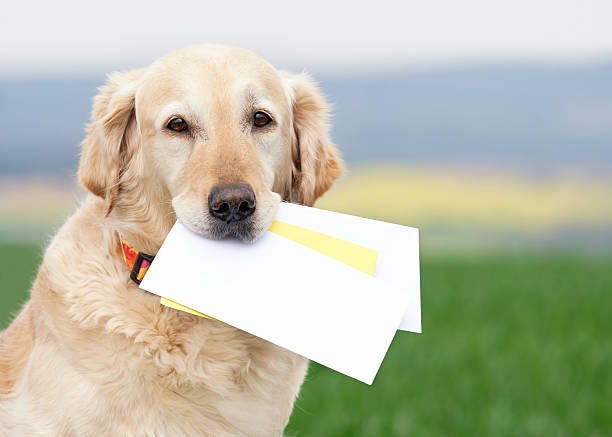 1,900+ Mail Dog Stock Photos, Pictures & Royalty-Free Images - iStock |  Mailbox, Shopping dog, Mailman