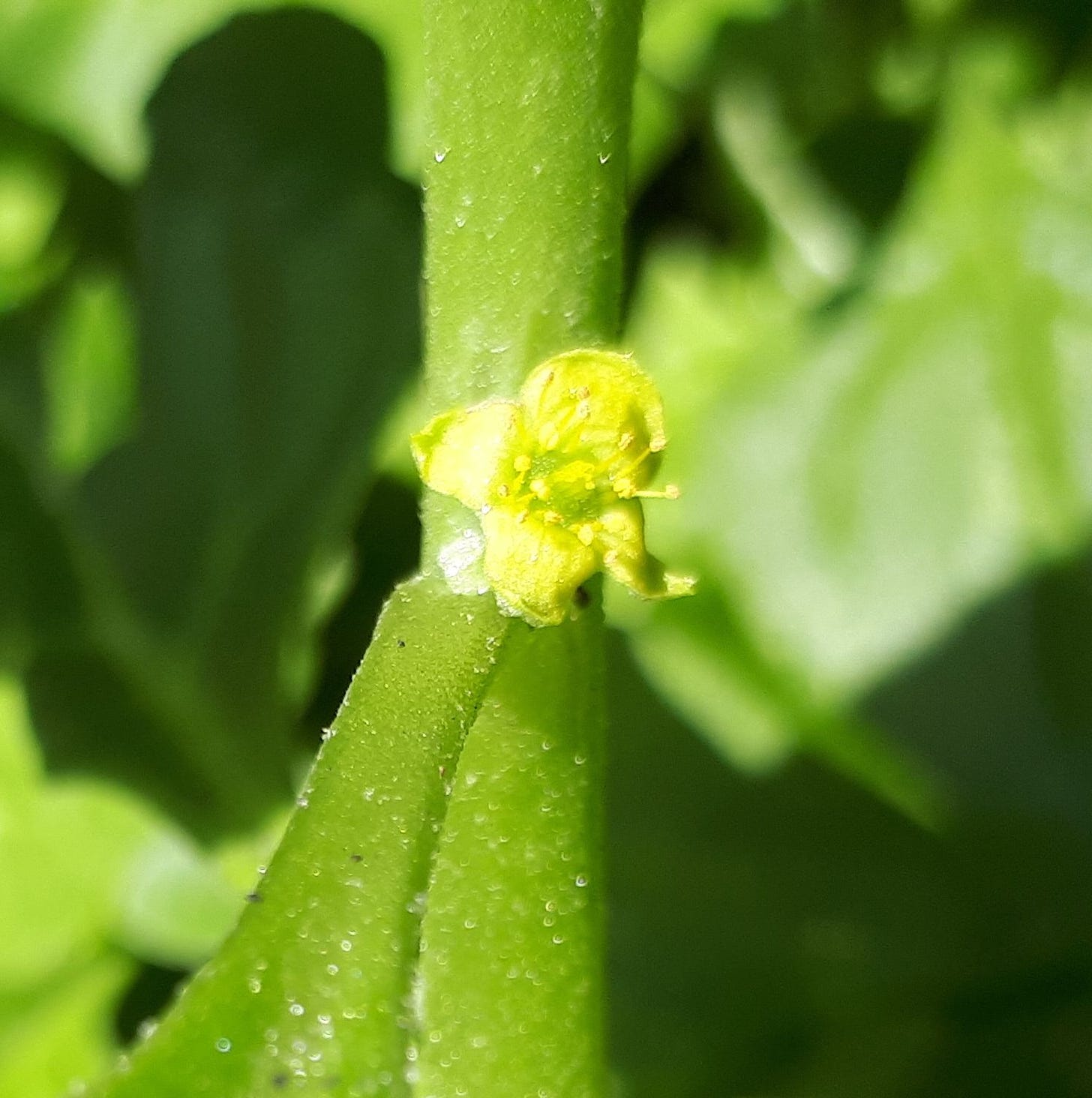 Tetragonia tetragonoides [flower - Syd Olym Pk] sml.jpg