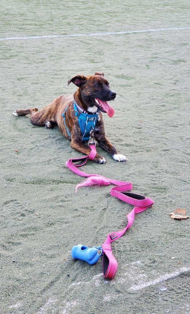 A brindle-colored rescue dog, Smudge, wearing a blue harness clipped to a pink leash, lays with her back legs splayed and her front arms propping her up, tongue out, on a beachy grassy area outside.