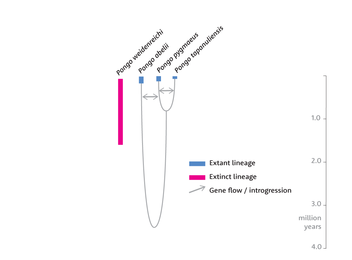 Orangutan phylogeny showing extant and extinct species with introgression