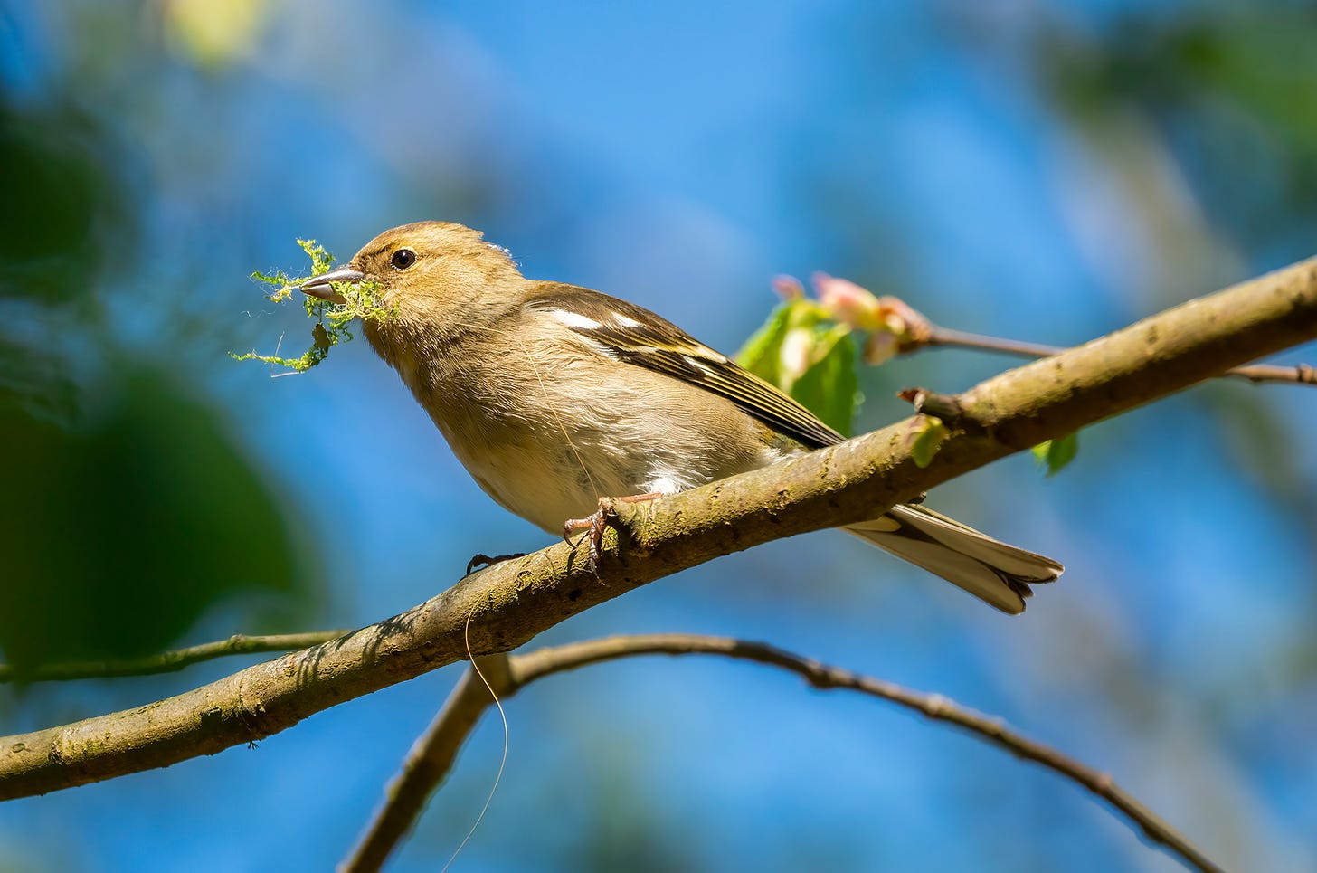 Photo of a female chaffinch perched on a branch with moss in her beak