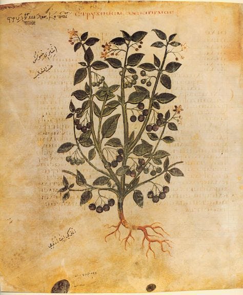 Solanum nigrum in Dioscorides de Materia [6th century Vienna mss].jpg