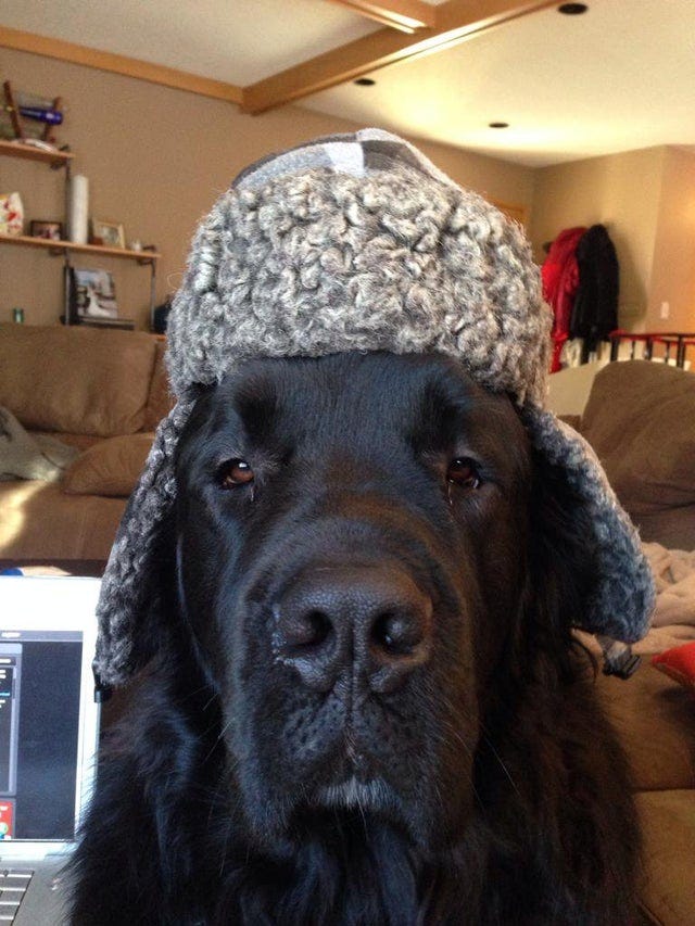 Big dog, Russian hat. : dogswearinghats