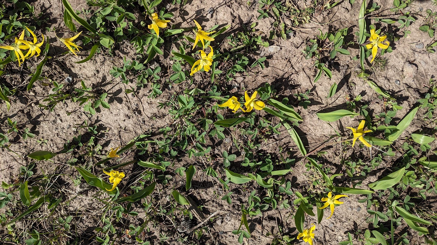 looking down at glacier lilies