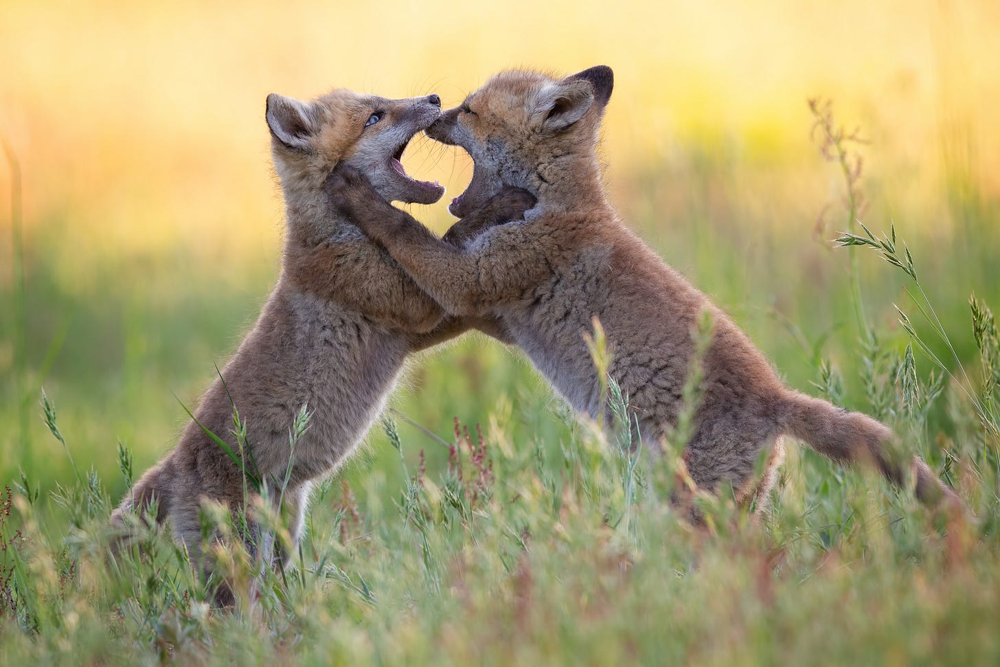 Two fox cubs play fight in a grassy field