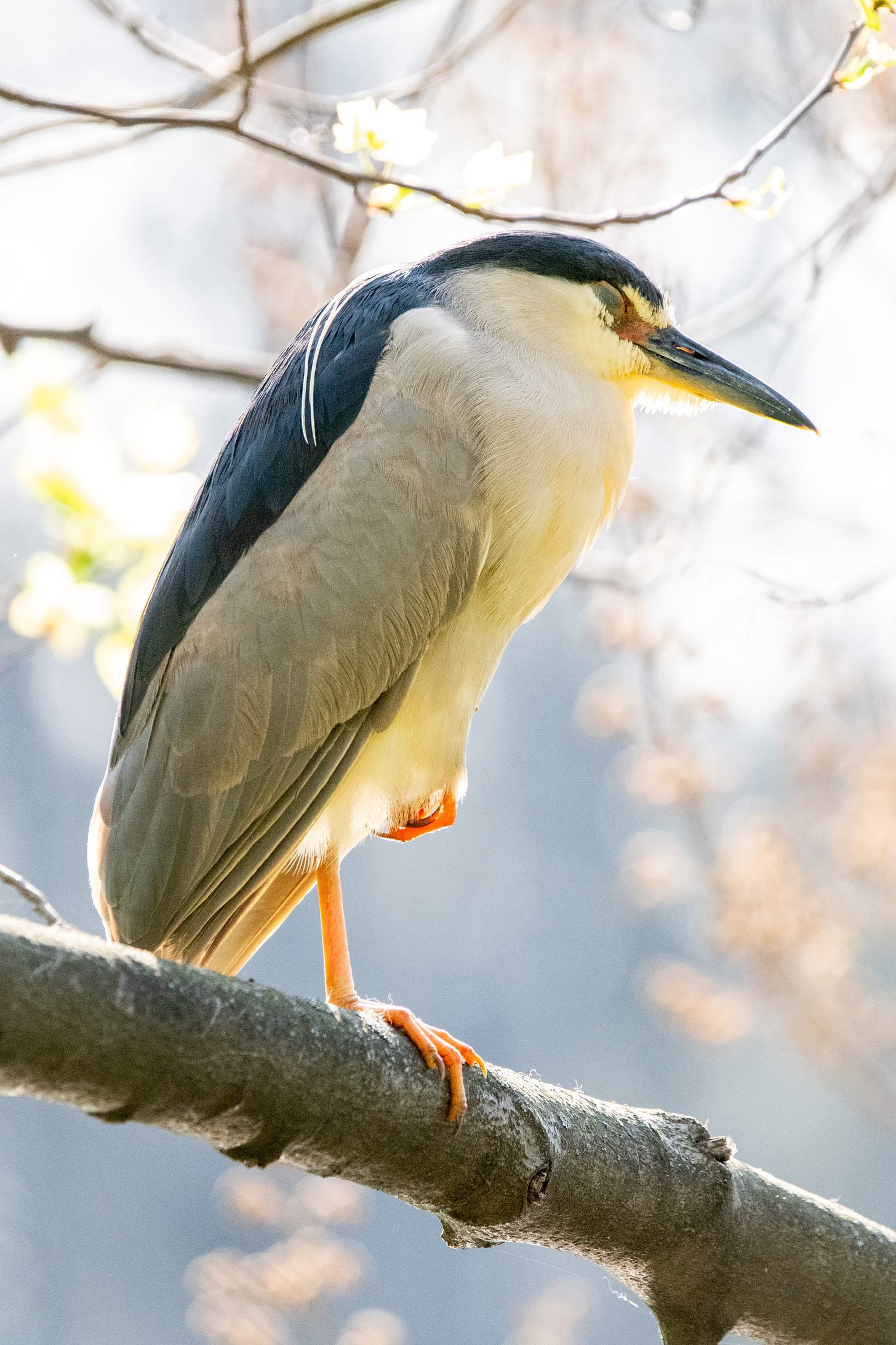 A large bird with slate-blue cap and back, a white chest, and gray wings sleeps, eyes closed, on a branch, its curling white crown-feathers draped over its shoulder