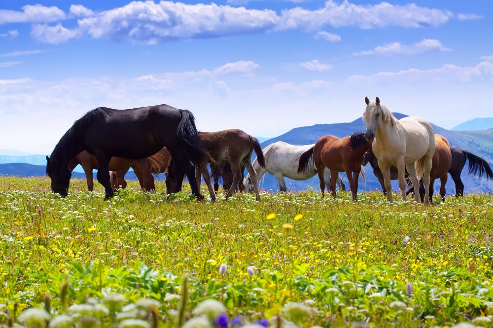 Horses on mountain meadow.