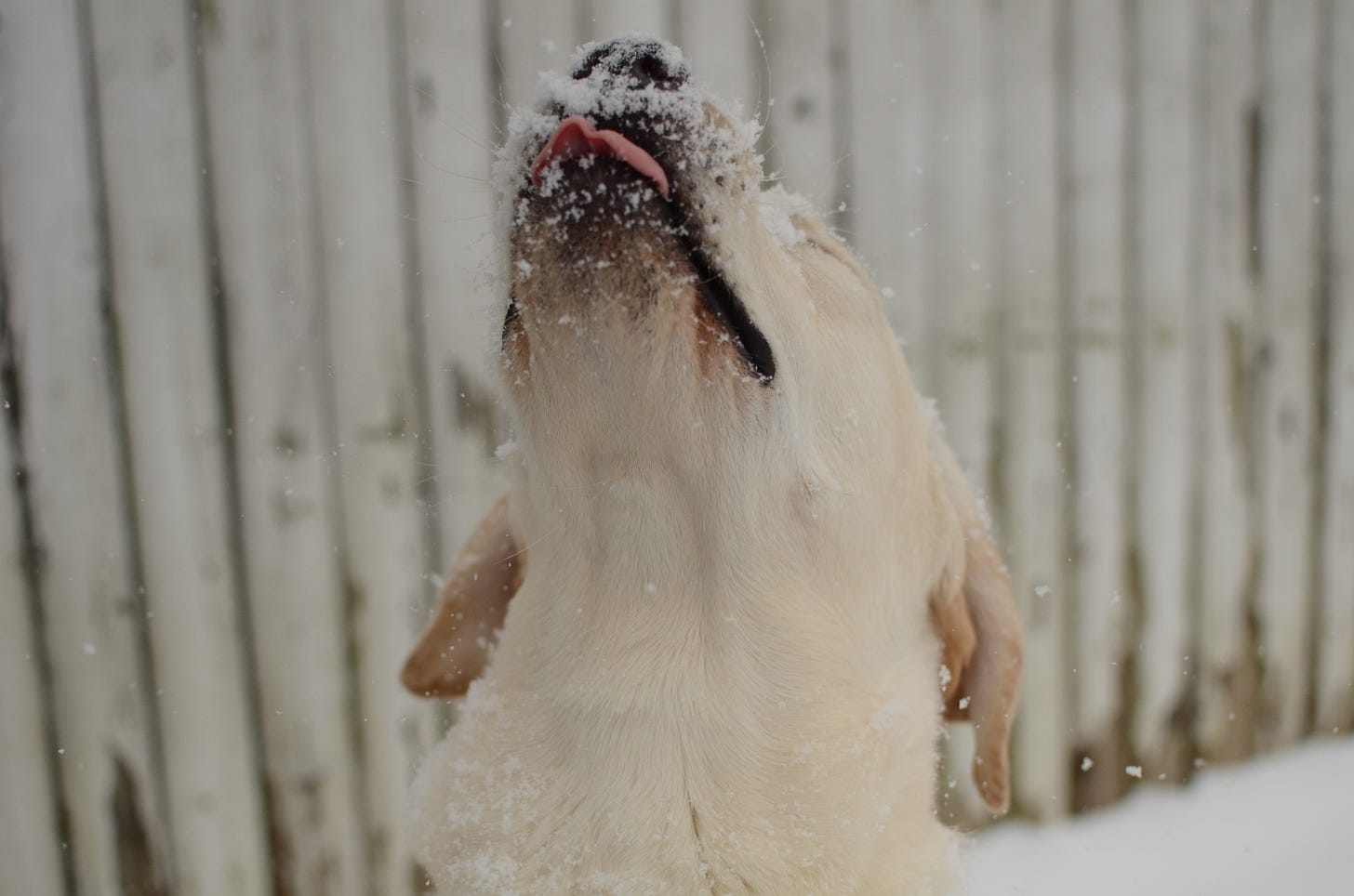 A yellow Labrador retriever sticks her nose up in the air. It's covered in snow and her tongue is sticking out. 