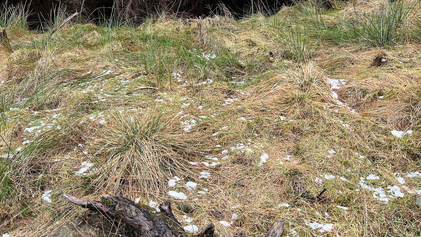 The last remnants of snow laying in sheltered spots in the forest. 