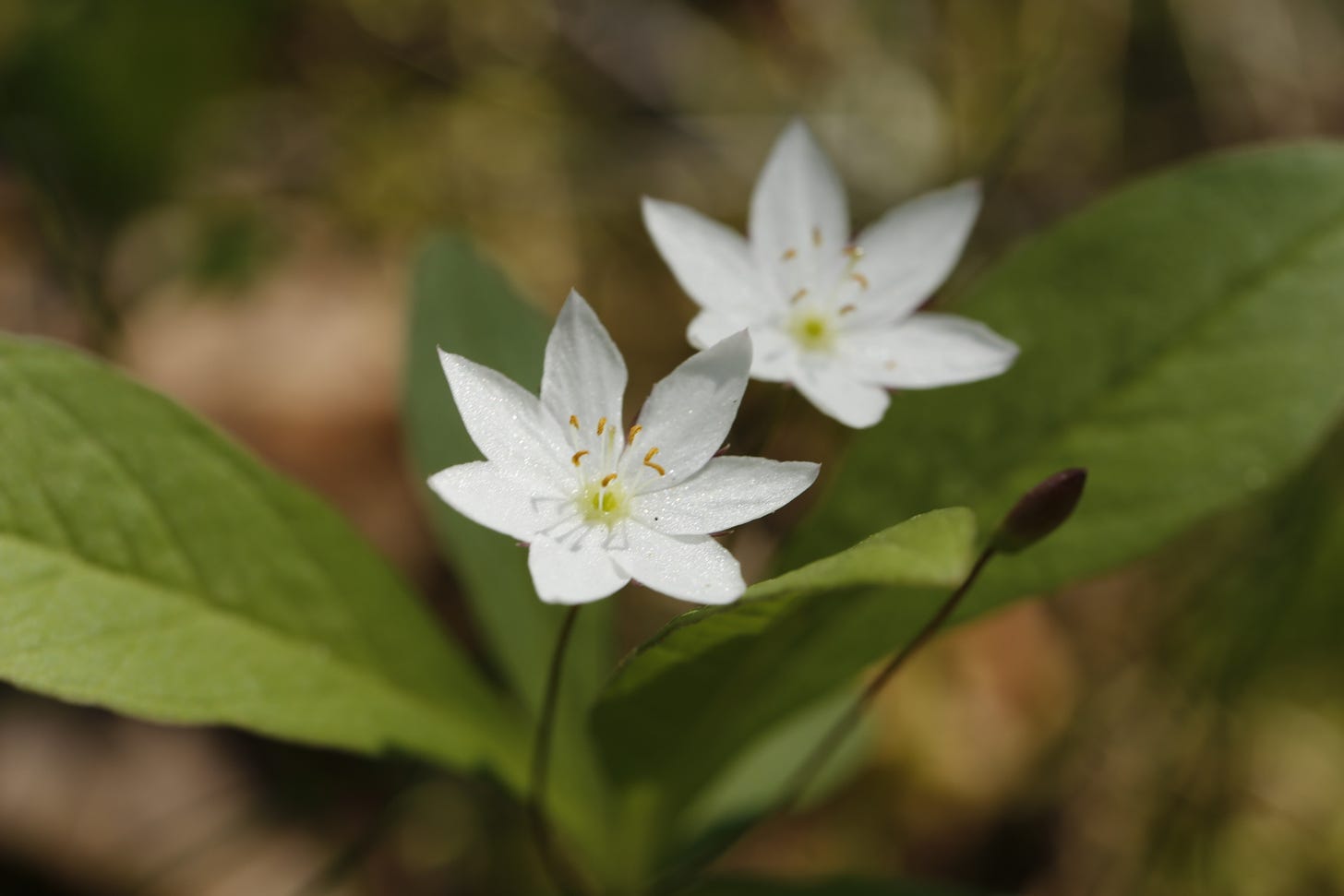 A constellation in the wood: the star-shaped white flowers and green leaves of Chickweed Wintergreen (Lysimachia europaea)