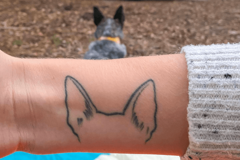 A dog ear tattoo on a woman's wrist is held in the foreground, while in the background the cattle dog the ears are based on lies looking away so the ear outlines match up