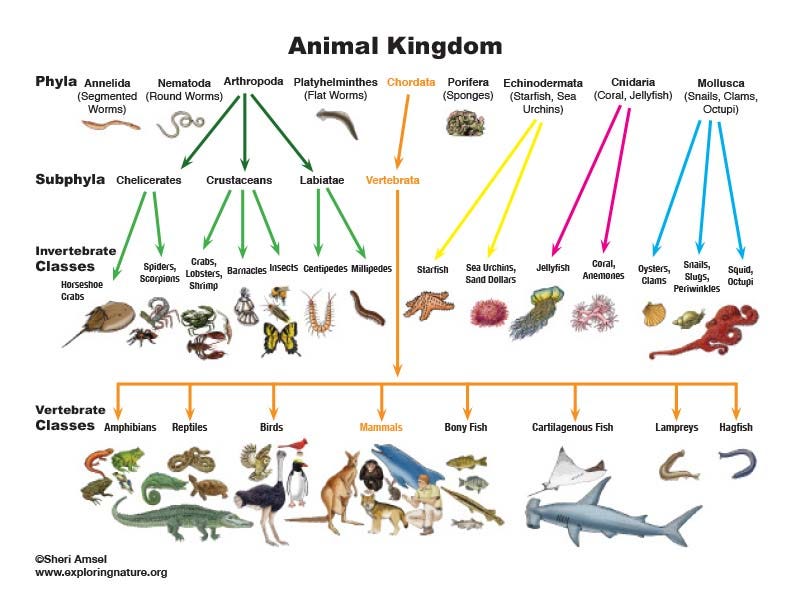 Animal Kingdom Classification Chart