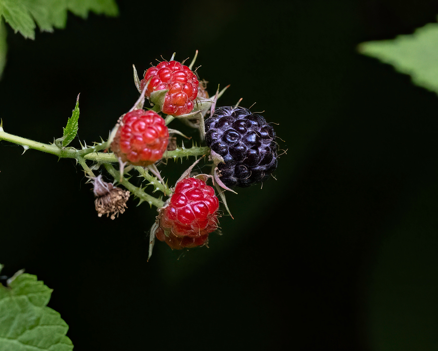 This is an image of black raspberries against a dark background. Three of the four berries are bright red, while only one is ripe with a dark purple color.