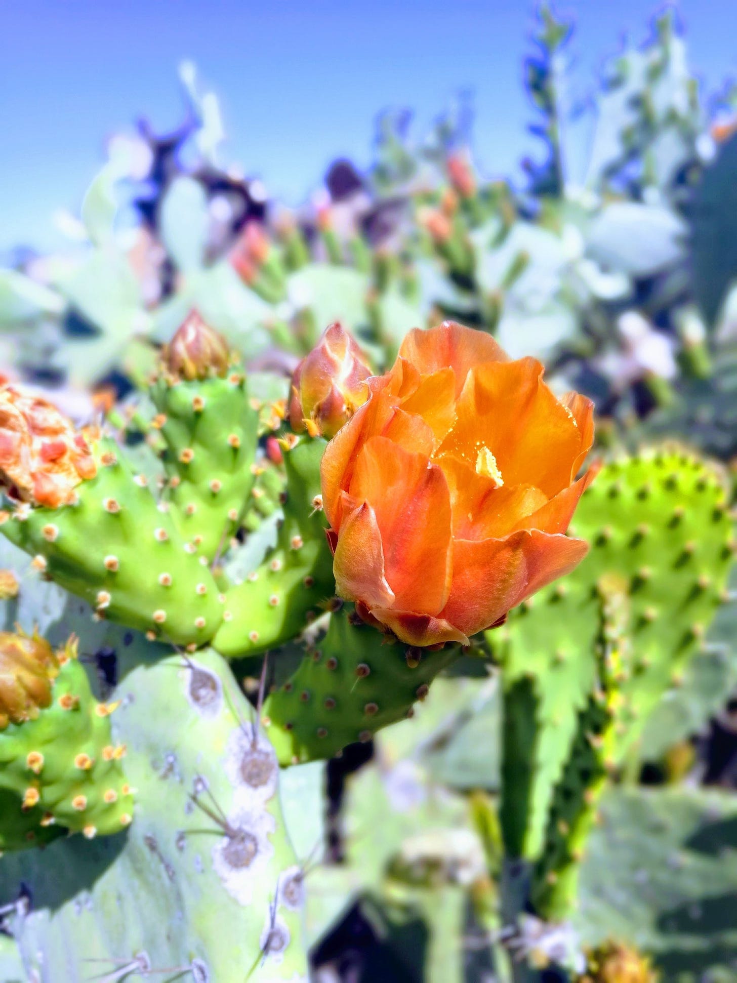 Photo of flowering cactus by Noel Ross from Pexels