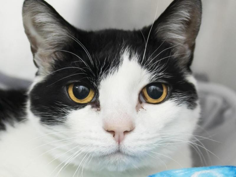 Adoptable Cat of the Week: Buster