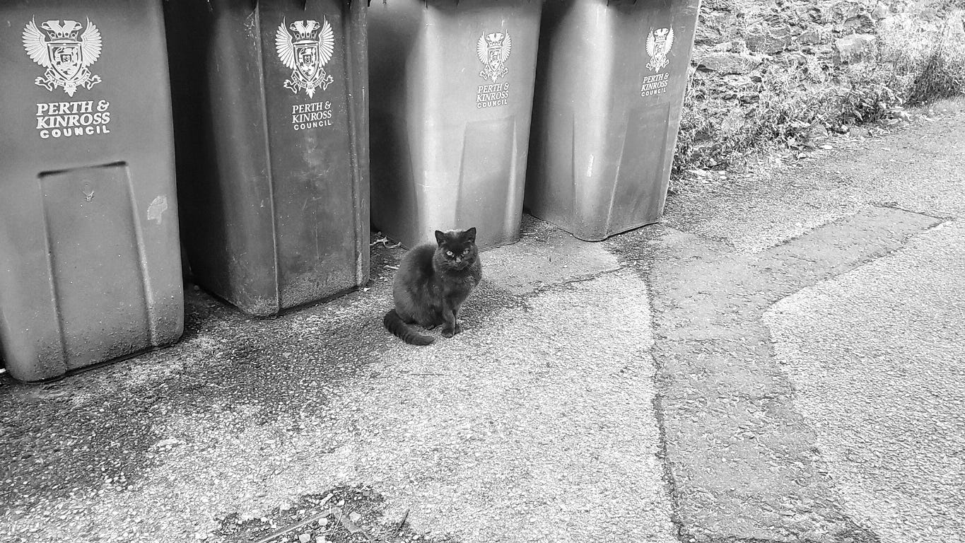 A black cat sits in front of some wheelie bins in an alley