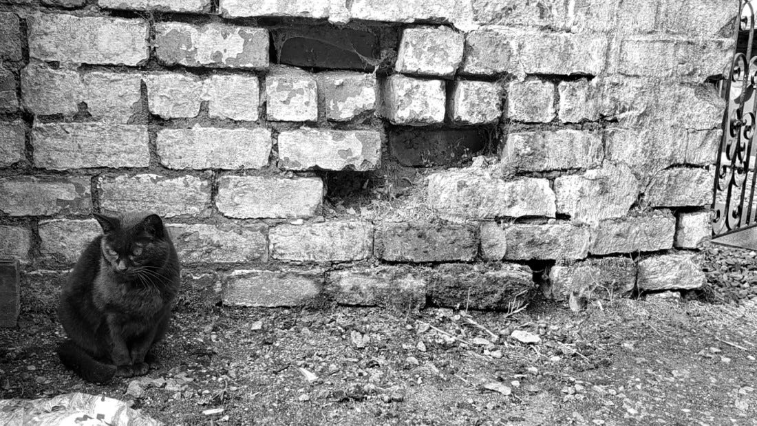 A black cat sits in front of a brick wall with several bricks missing