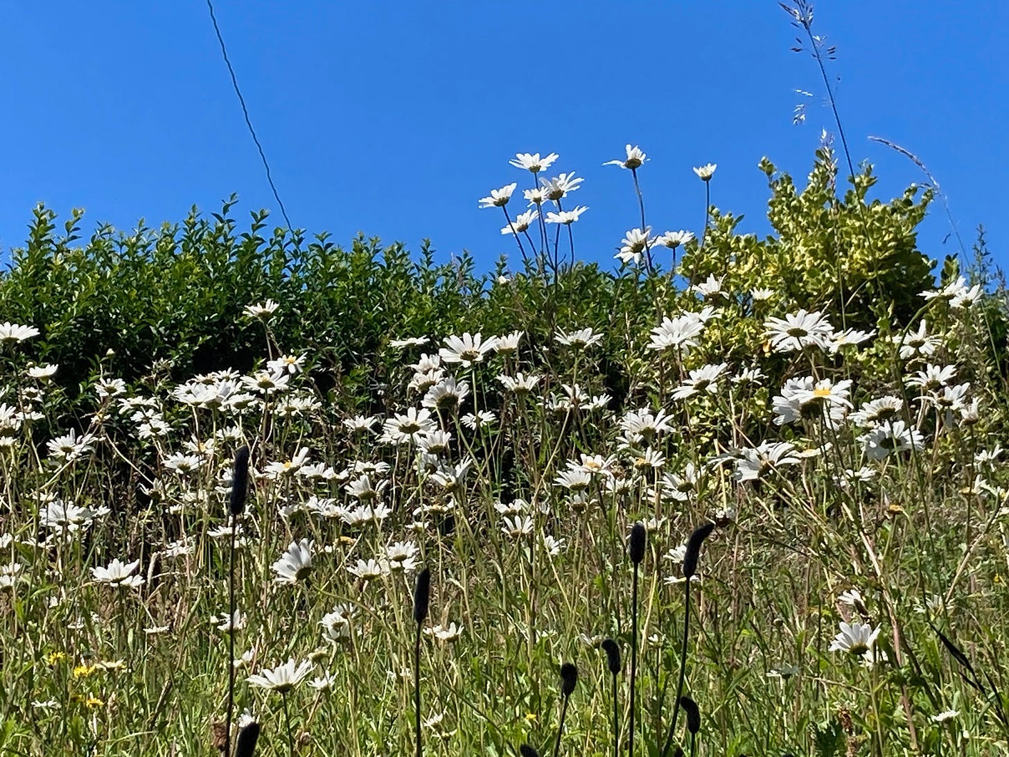 Mass of tall white daisies against a vivid blue sky