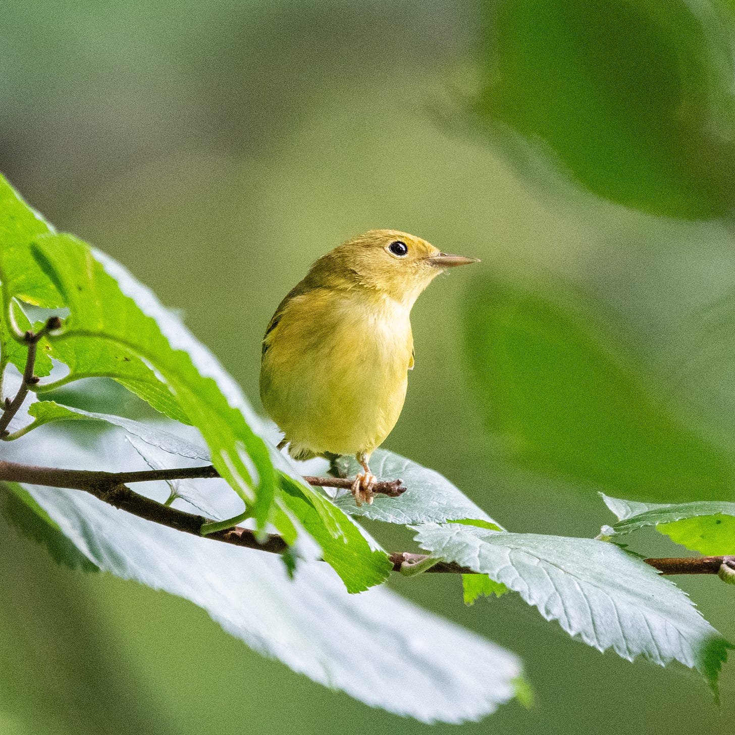 A small yellow bird with black-button eyes is perched on the end of a twig