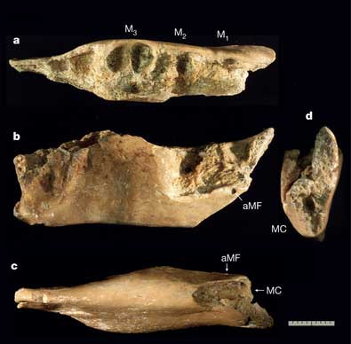 Mata Menge MM4 mandible