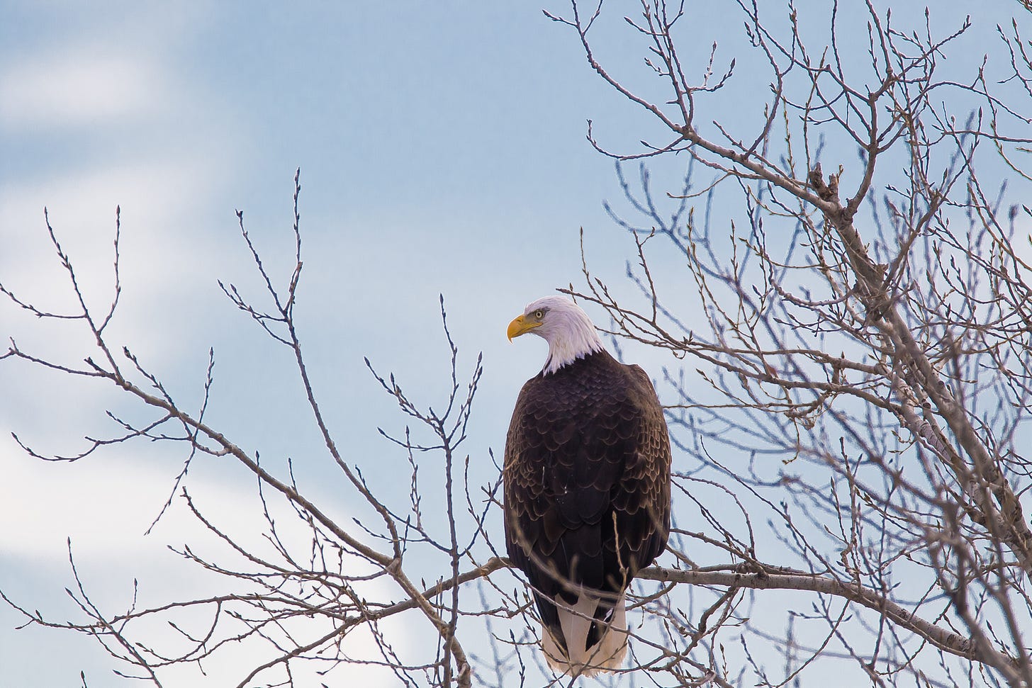 a bald eagle perches at the top of a branch of an eastern cottonwood