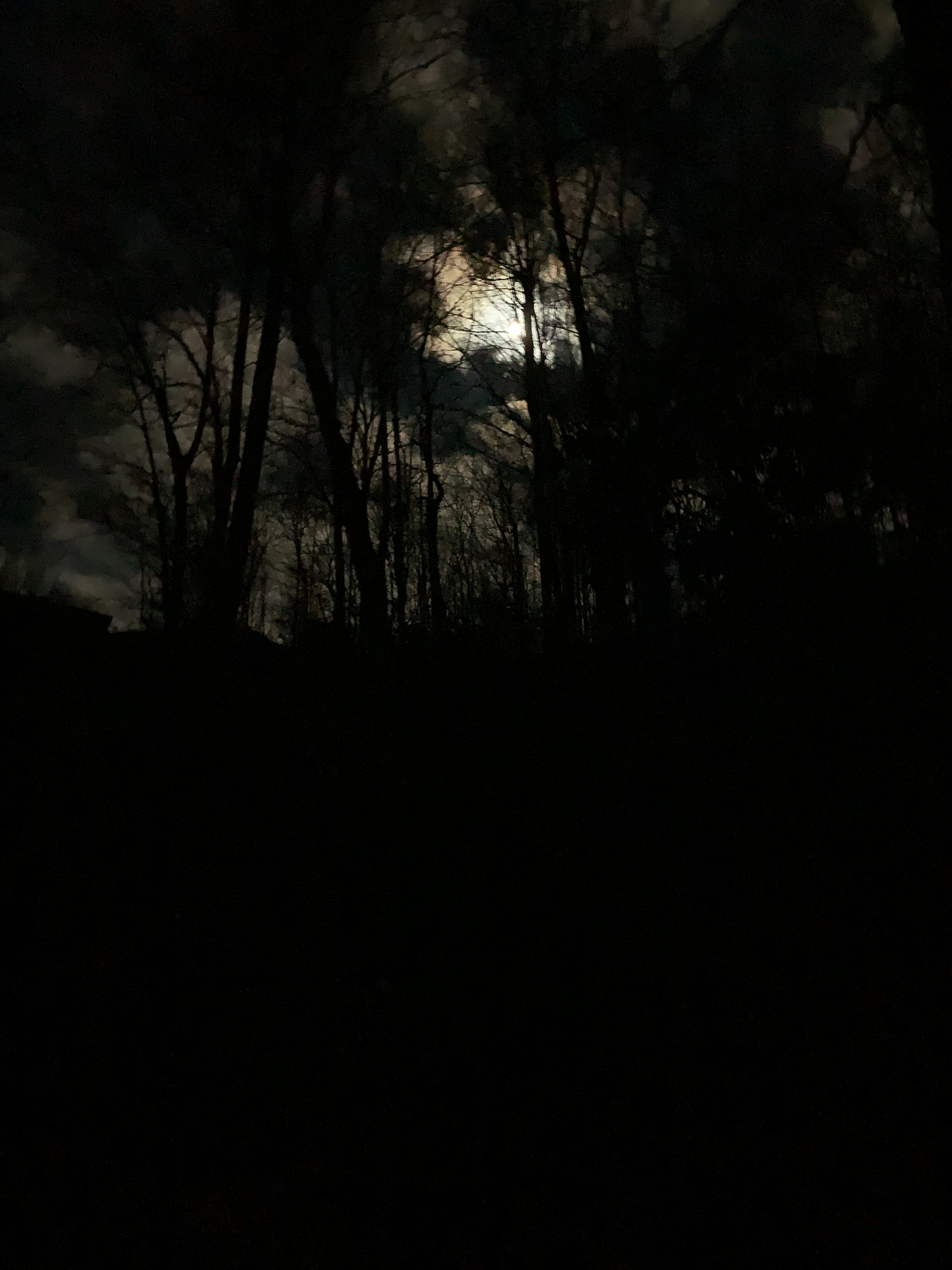 Moon in the trees, pitch dark morning.
