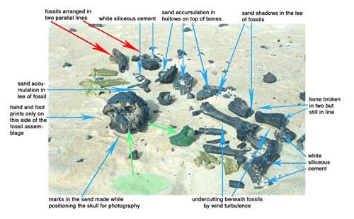 Bone assortment at TM 266 locality