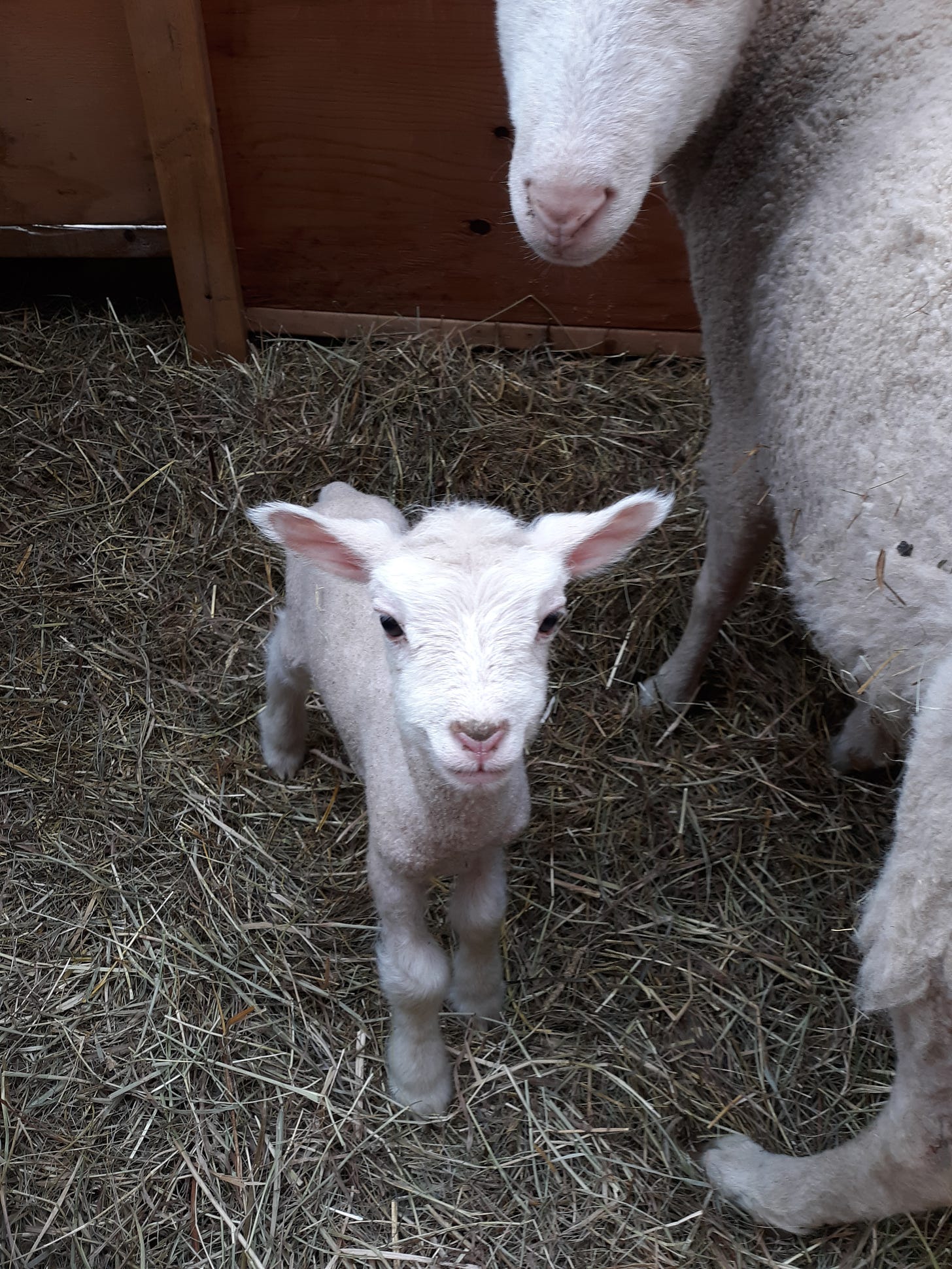 lambs due-date