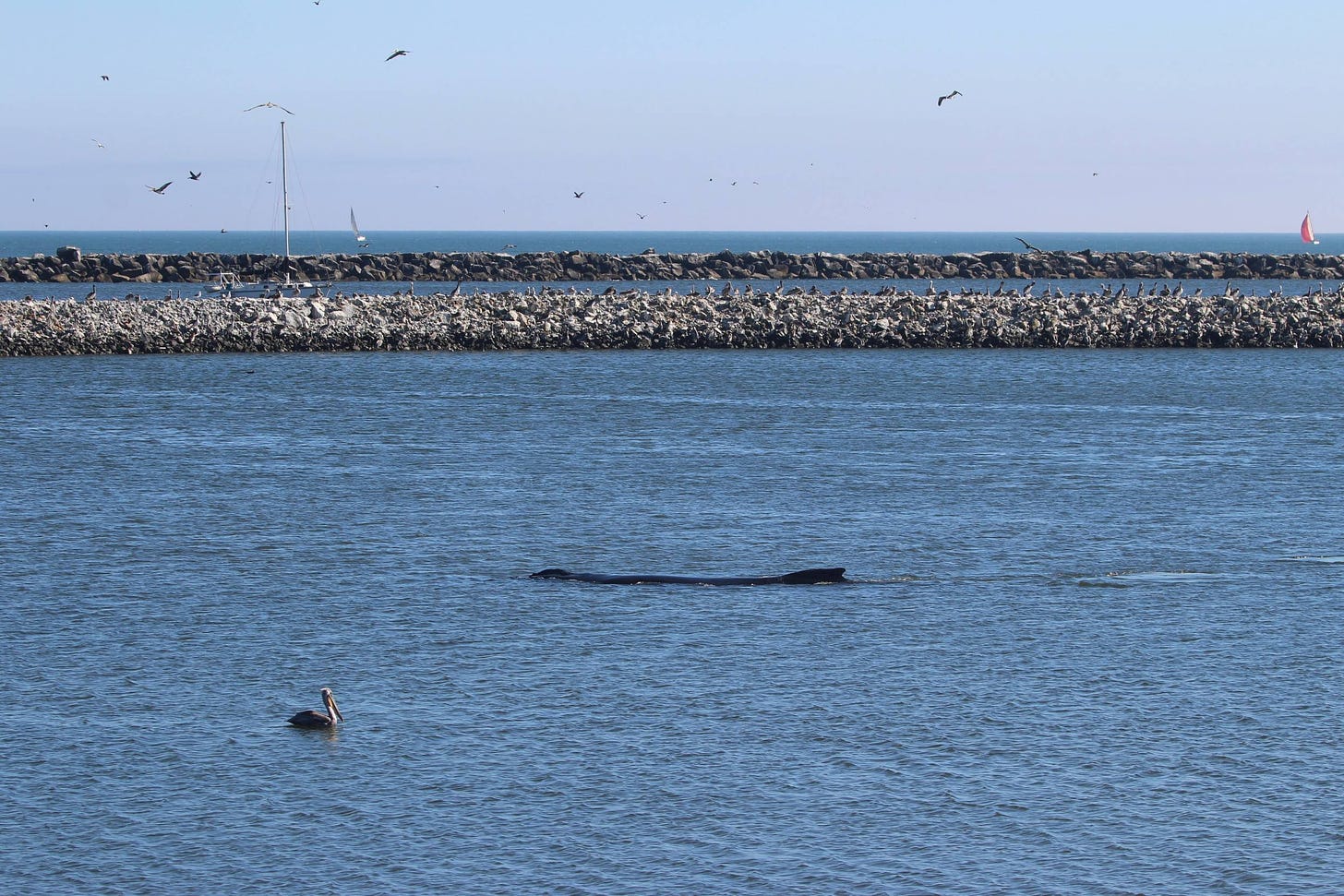 Teresa lurks in the water, a California brown pelican sits on the water in front of her, moor pelicans are visible on the rocks in the background