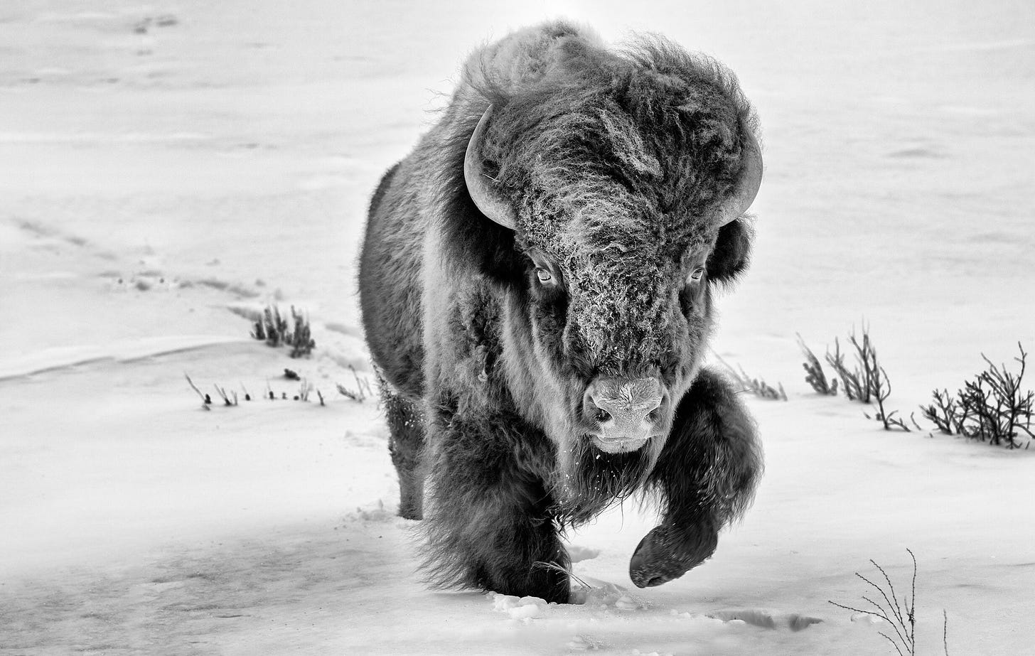 Art Print Bison in Snow Wildlife Photography Rustic Decor Buffalo Print  Wall Art Print Bison Yellowstone Mountain Wall Art Cabin Decor - Etsy