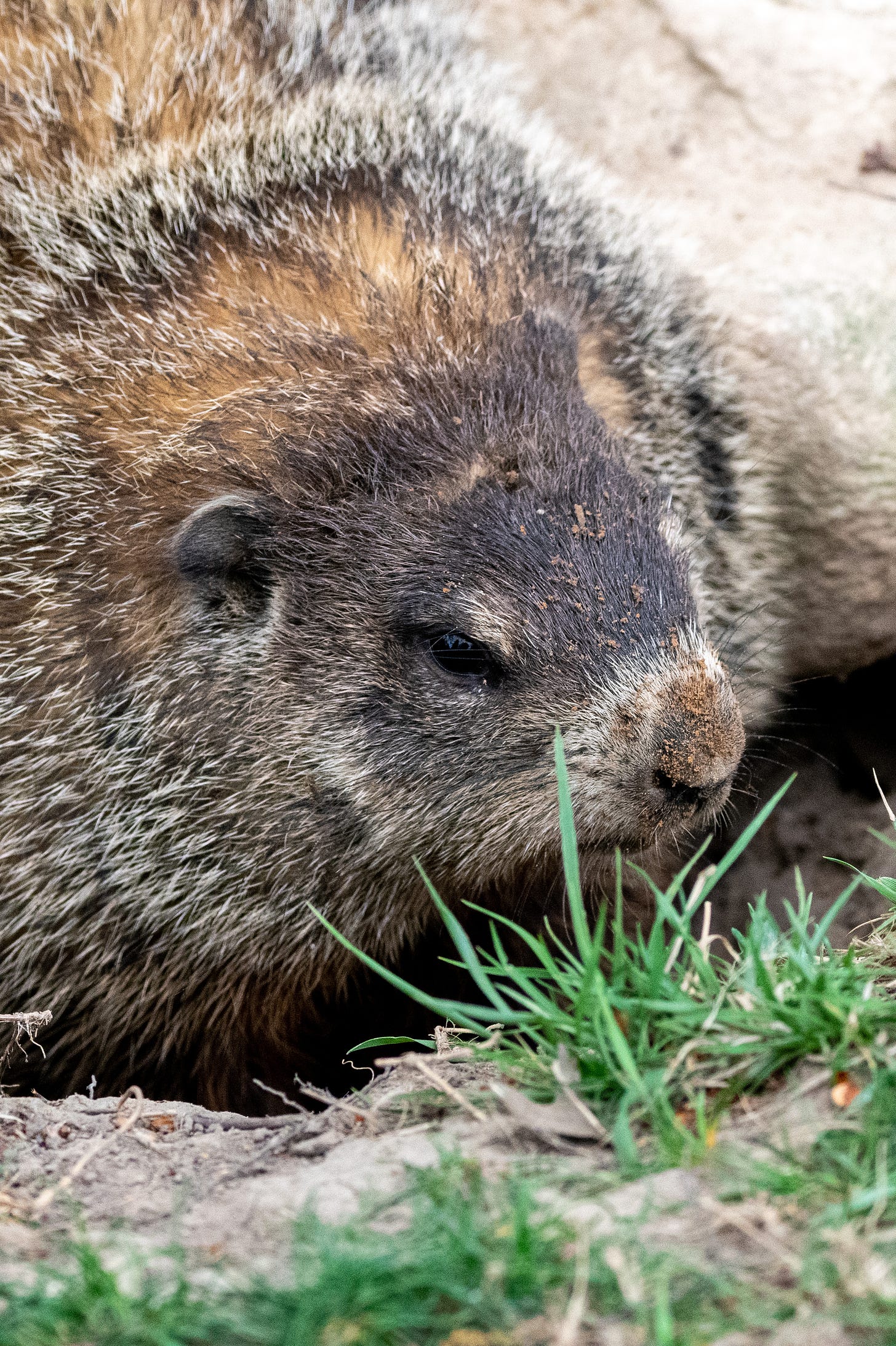 A grumpy-looking, dusty groundhog, emerging from a hole