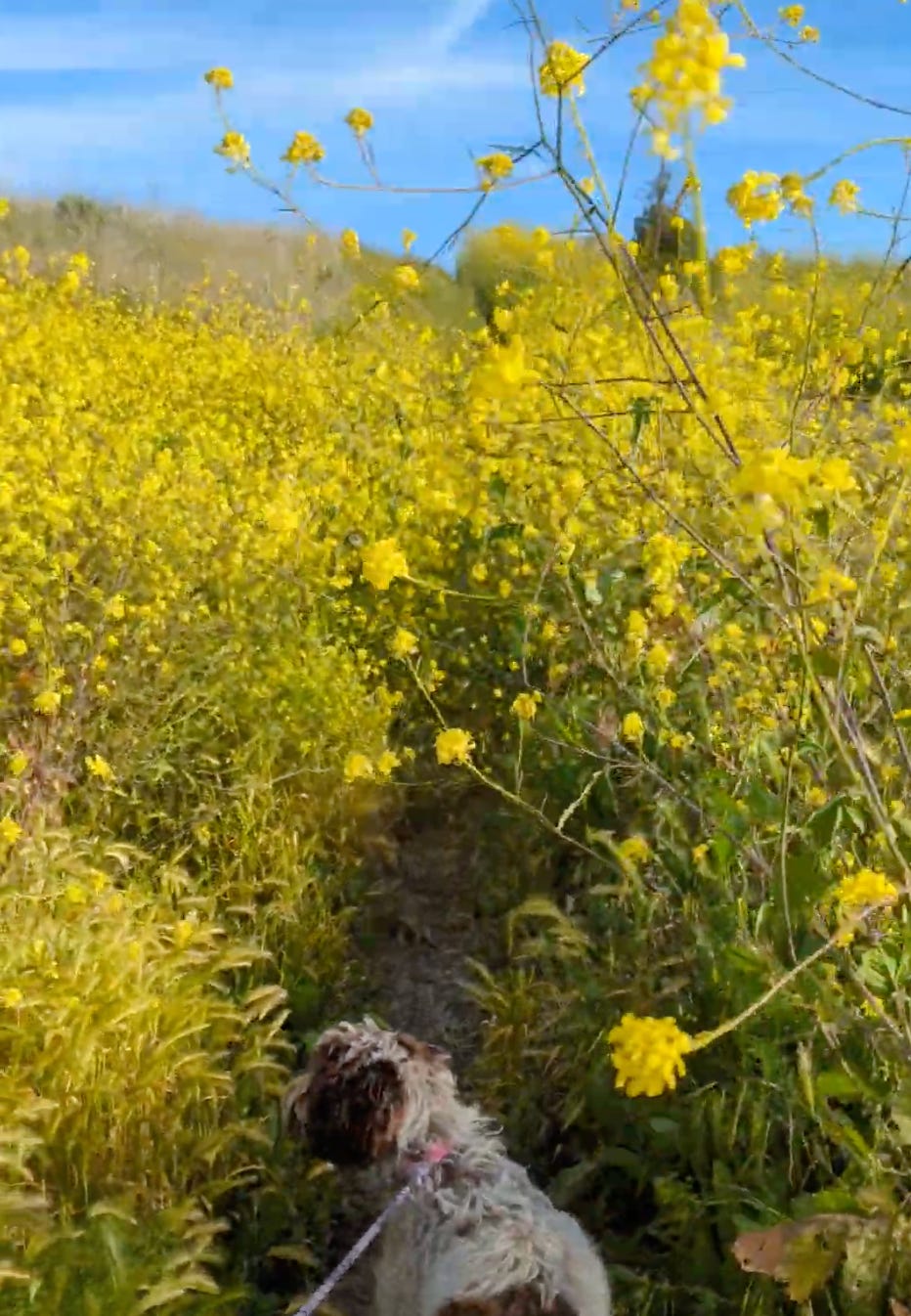 brown and white puppy on an overgrown trail surrounded by mustard flowers