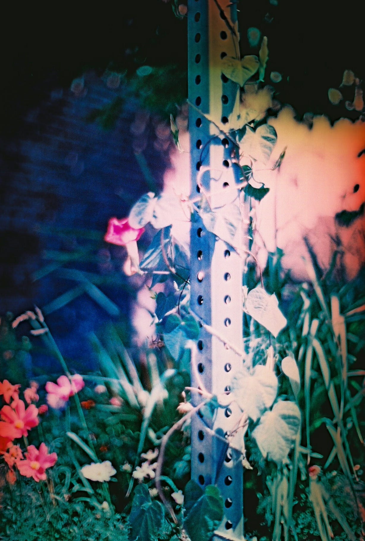 Flowering vines climb a metal pole in a cross-processed film photo.