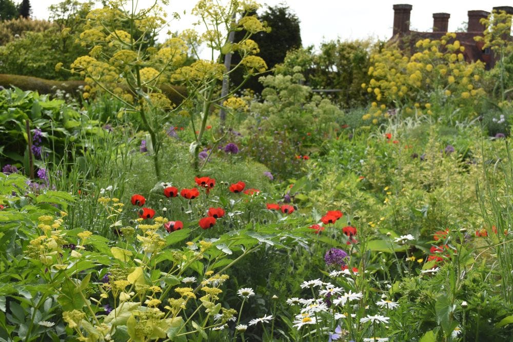 dixter