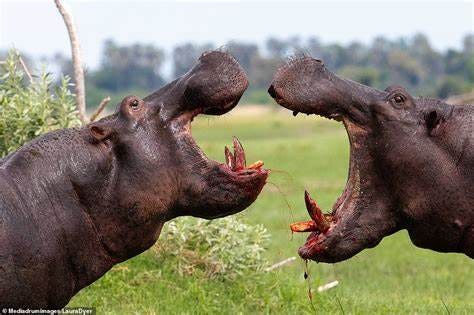 Angry hippos! Two beasts lock jaws as they fight for more than an hour in Botswana | Daily Mail ...