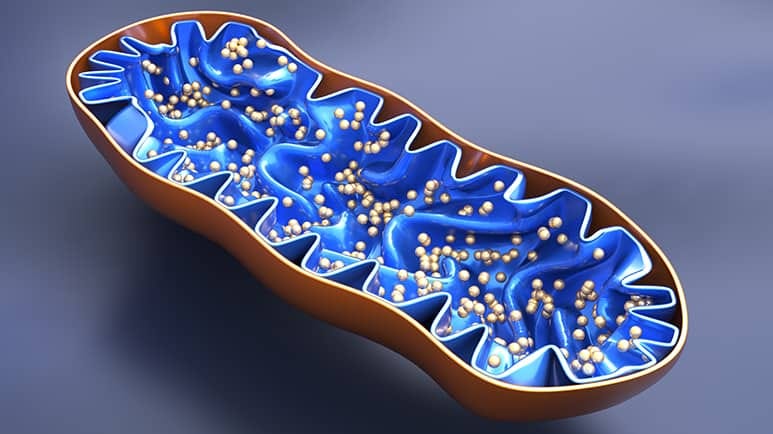 mitochondrial energy production