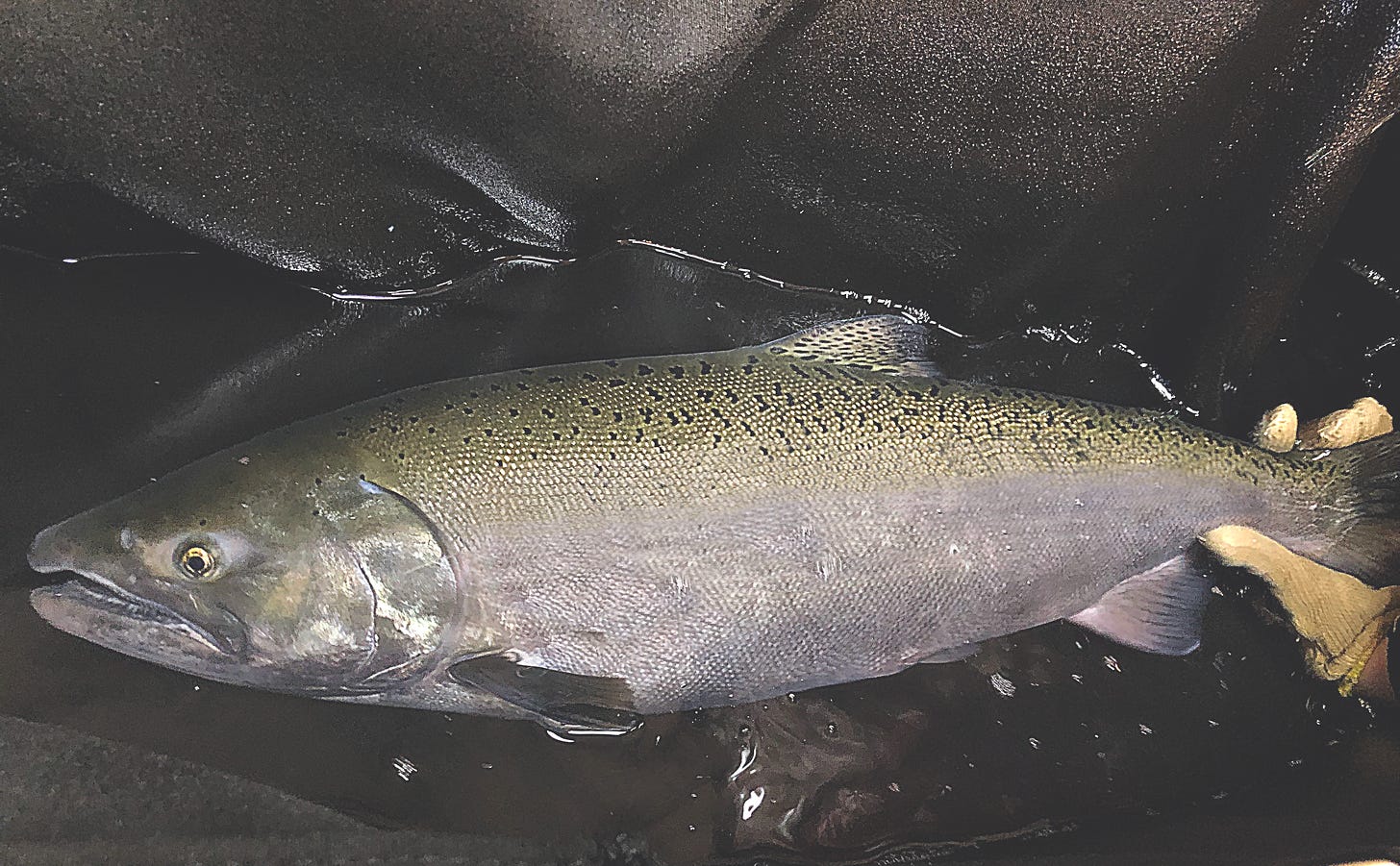 a large adult winter Chinook salmon