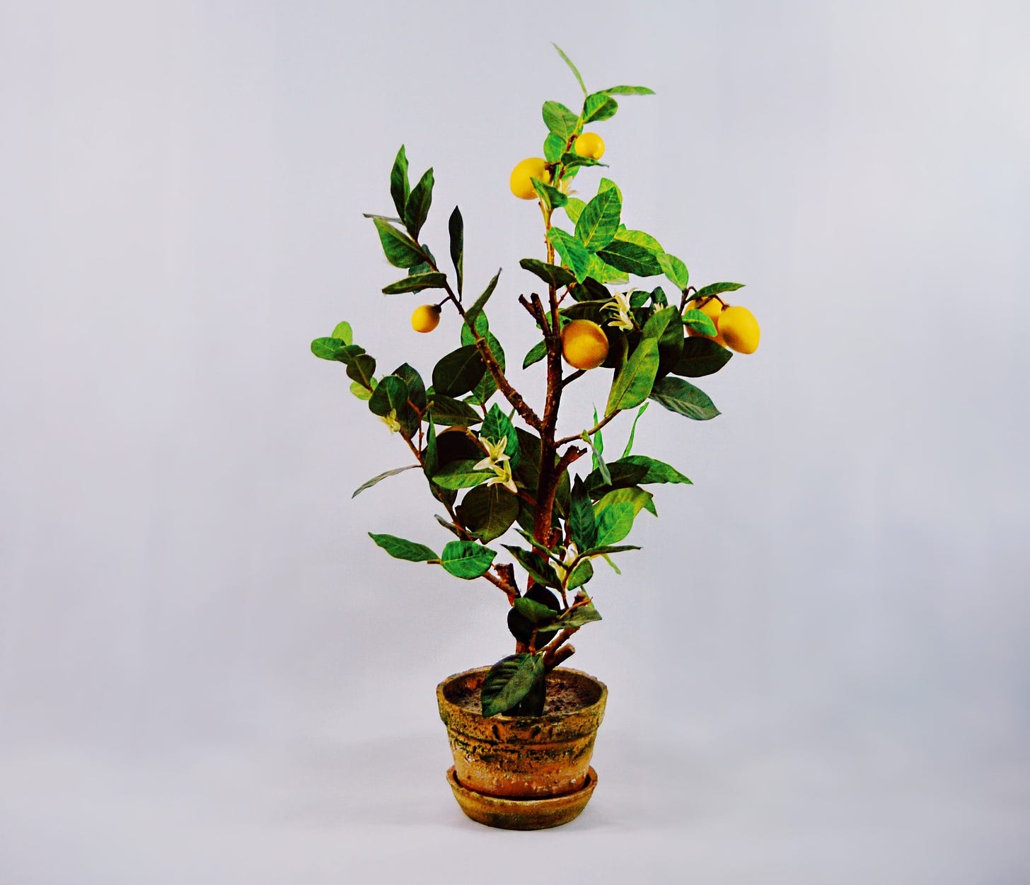 photo of tiny tree clipping, one foot tall or less, in a small clay pot. tree has bright green leaves and bright orange fruit. tree sits against a grey pattern flat photo background