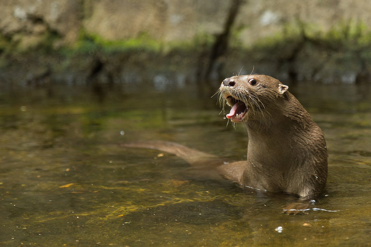 A neotropical river otter (Lontra longicaudis) standing in shallow water, its mouth open and tongue sticking out.