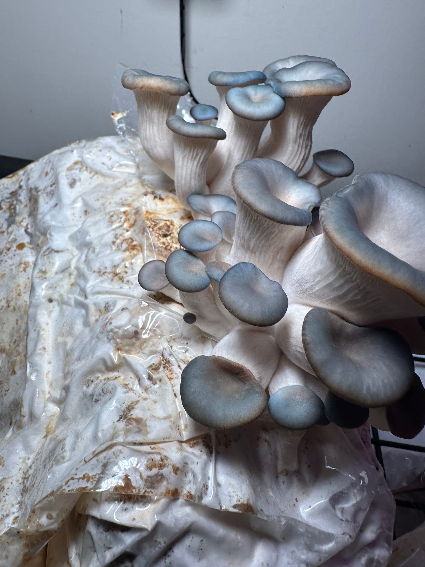 blue oyster mushrooms