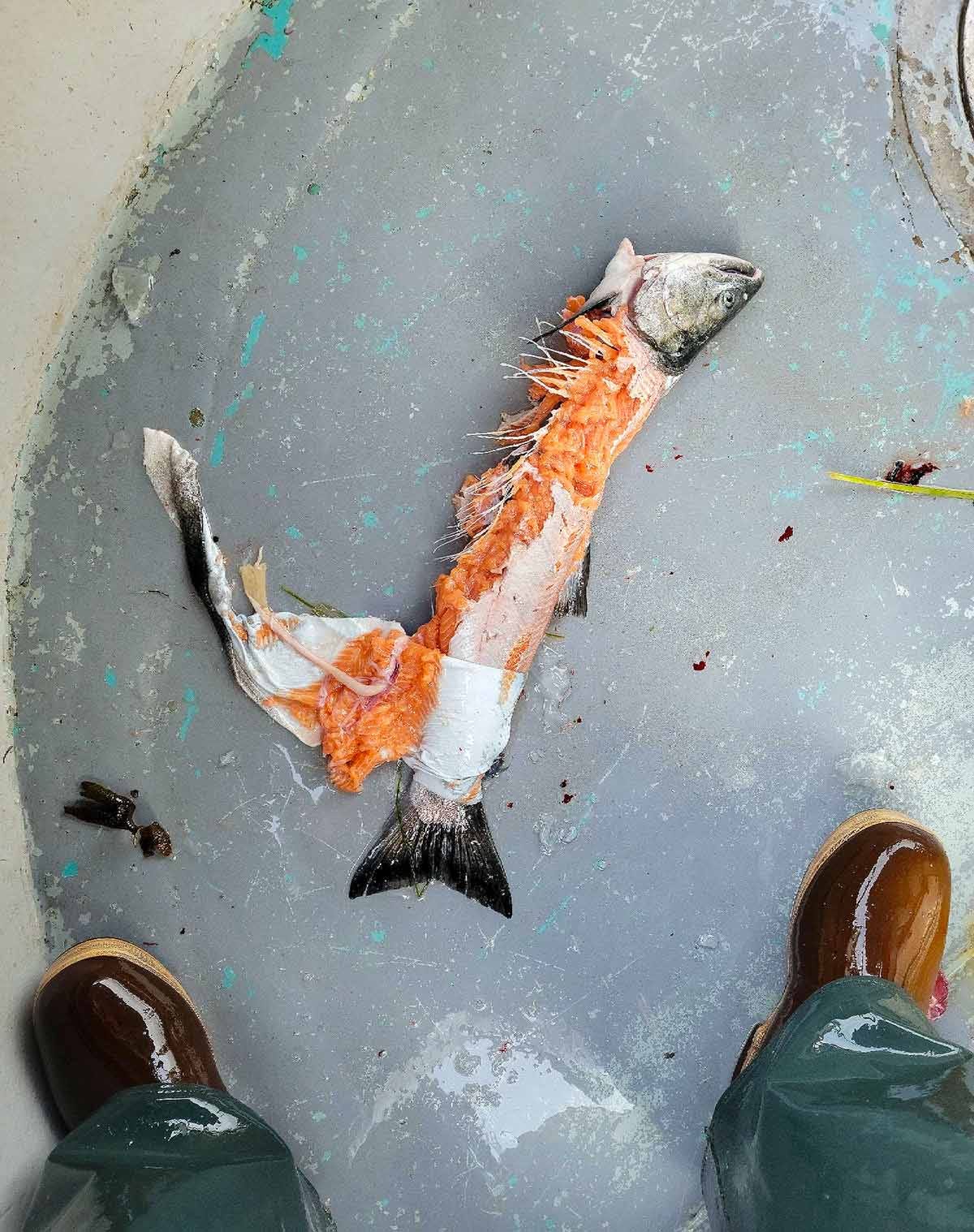 A torn up salmon, half eaten by a seal. 