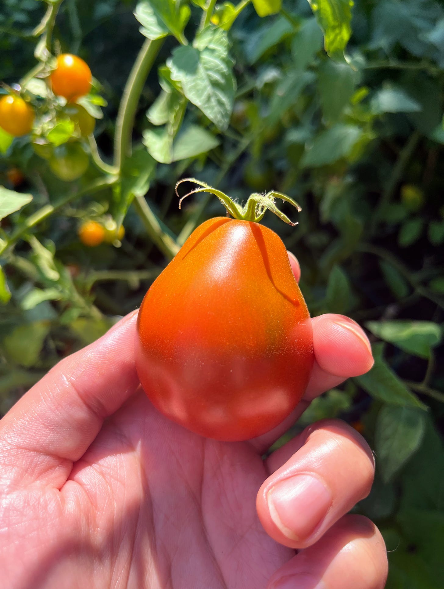 Hand holding Japanese Black Trifele tomato