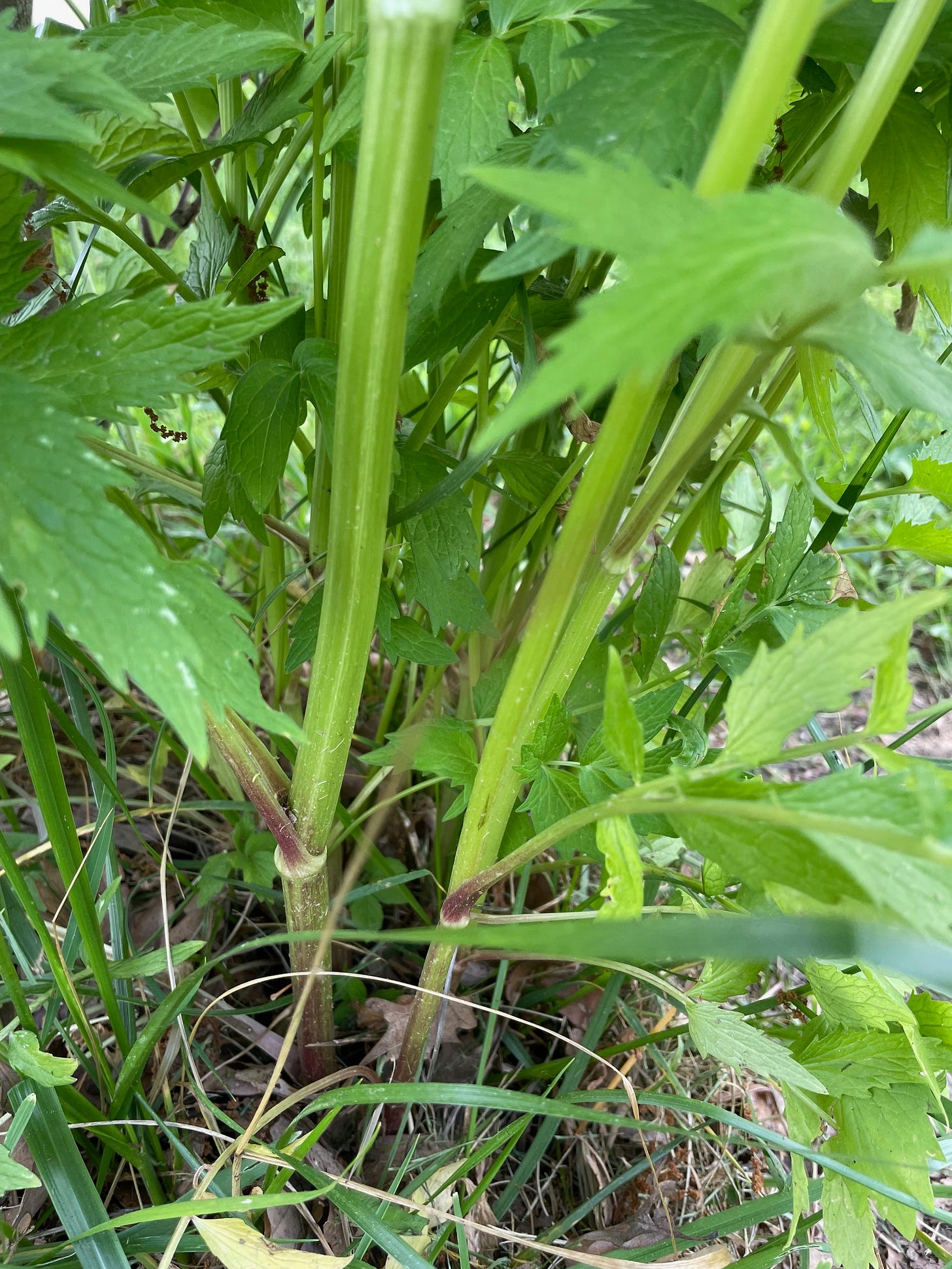 base of the valerian plants showing purple pigment at the nodes and axilla