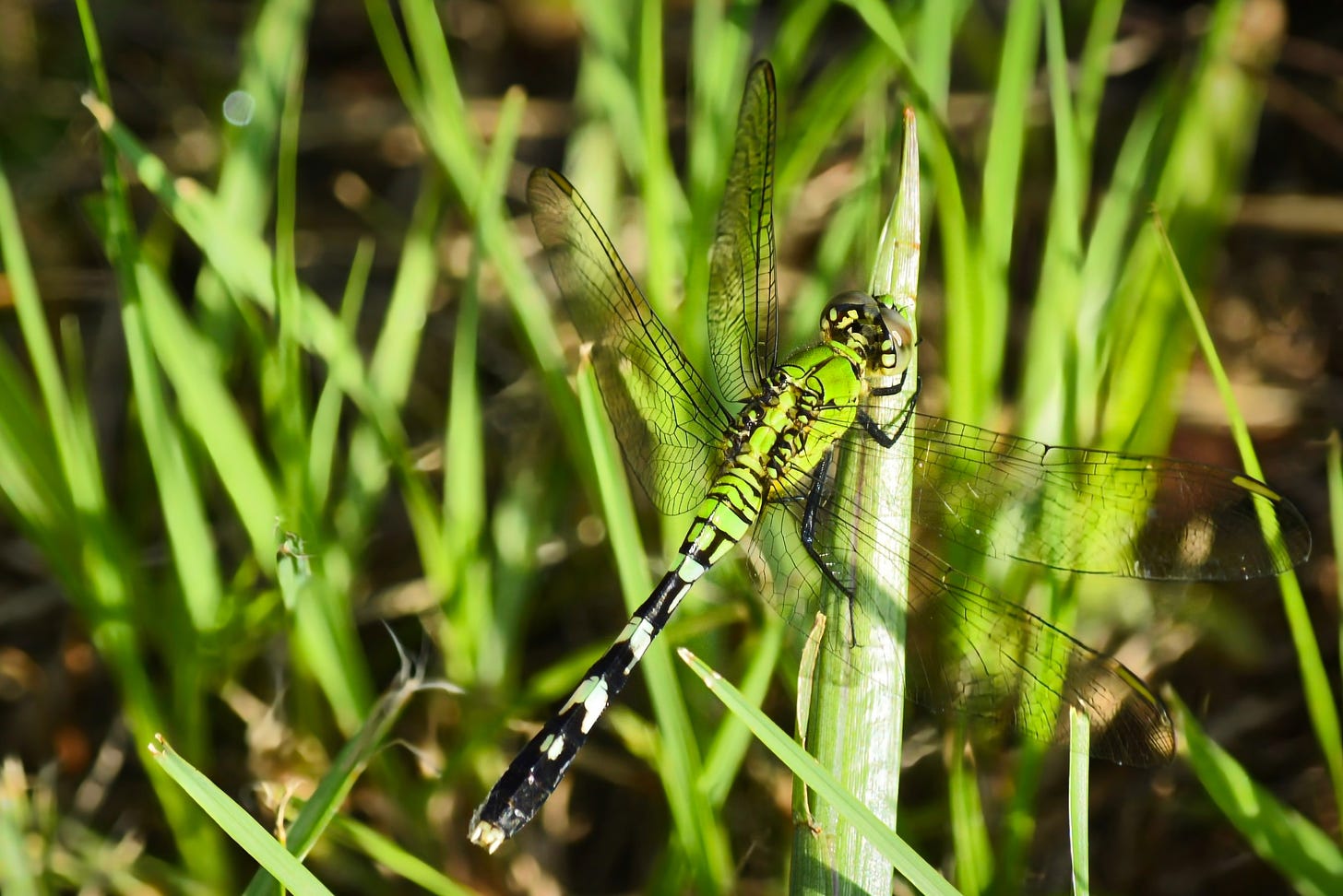 A green dragonfly nestled in the green grass