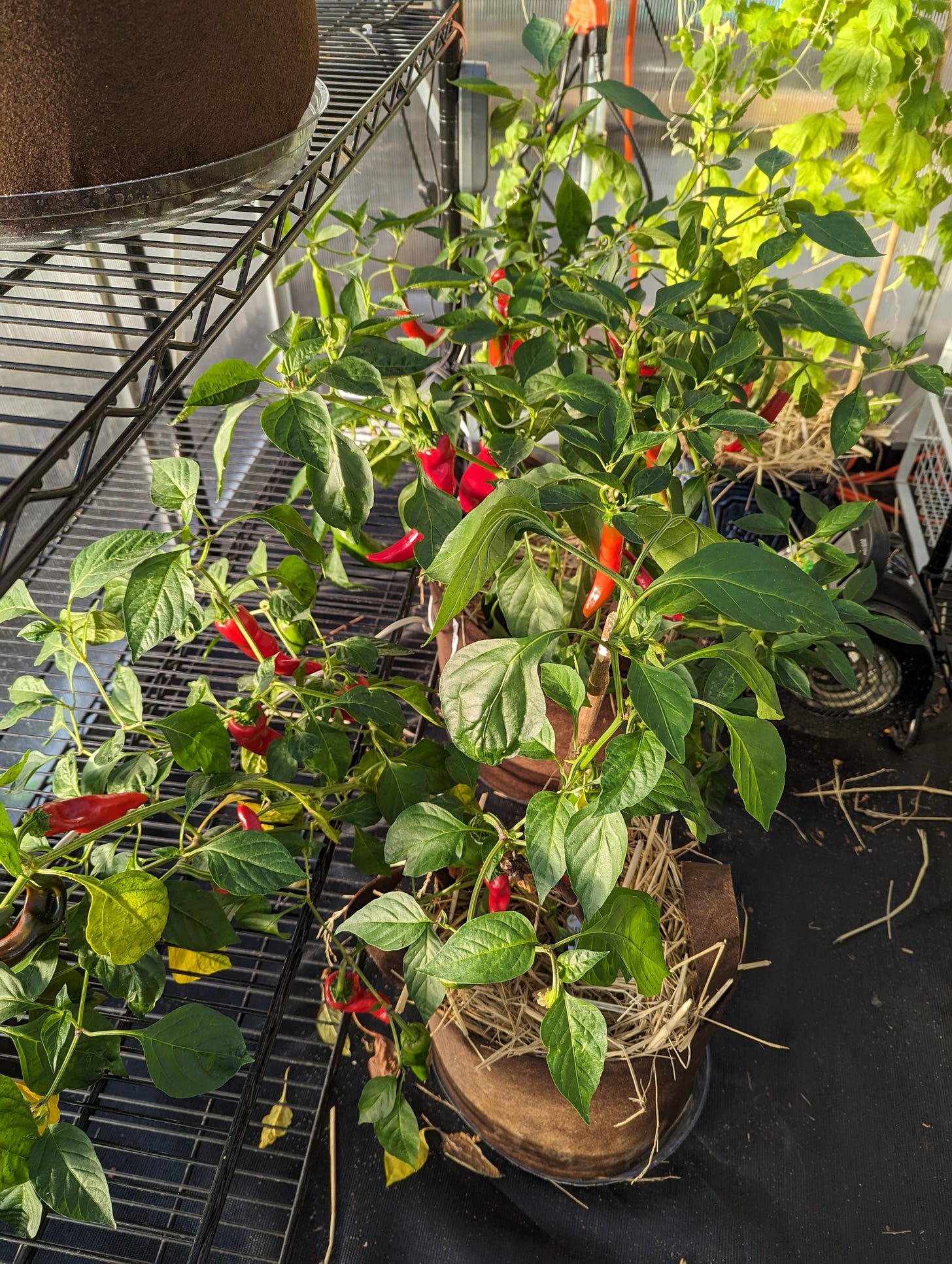 red peppers on large pepper plants in pots